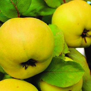 Айва яблоковидная Съедобная