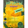 Ирисы / ОПТ 50 штук