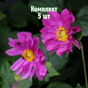 Комплект 5шт / Анемона гибридная Роткепчен