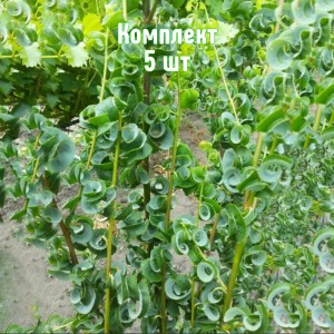 Комплект 5шт / Ива Криспа