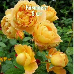 Комплект 5шт / Роза Соломонс Голд (парковая)