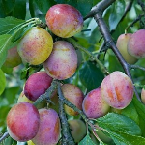 Слива Занятная